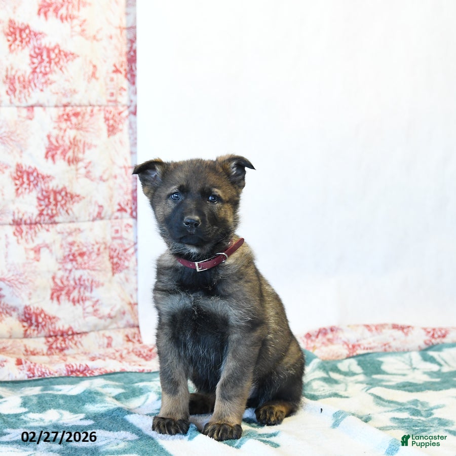 German Shepherd dogs for sale: Hickory - Ad 2