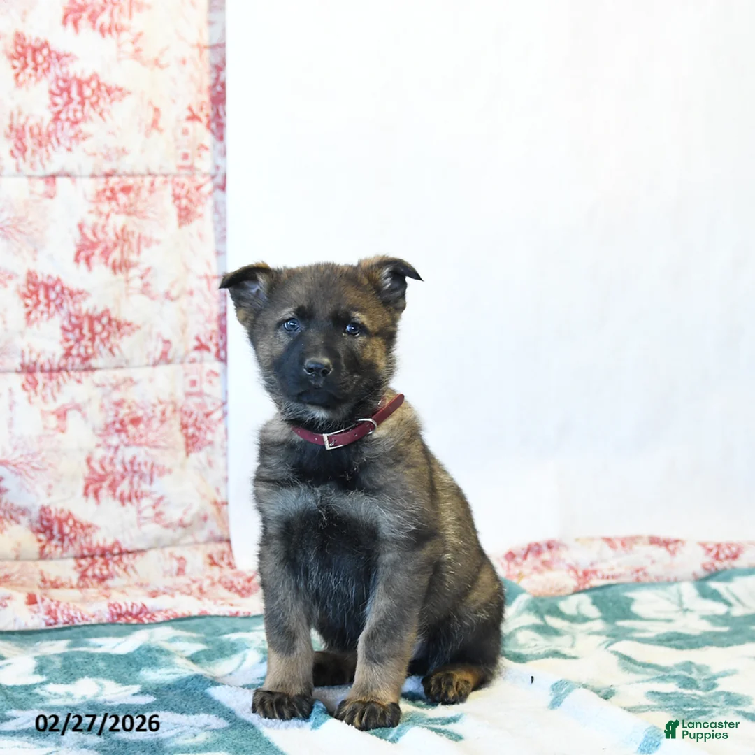 German Shepherd dogs for sale: Hickory - Ad 1