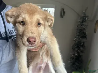 Gerberian Shepsky dogs Gerberian Shepsky Puppy 1 - Ad 22