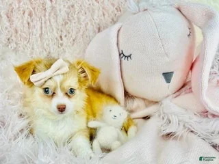 Chihuahua dogs - Ad 3