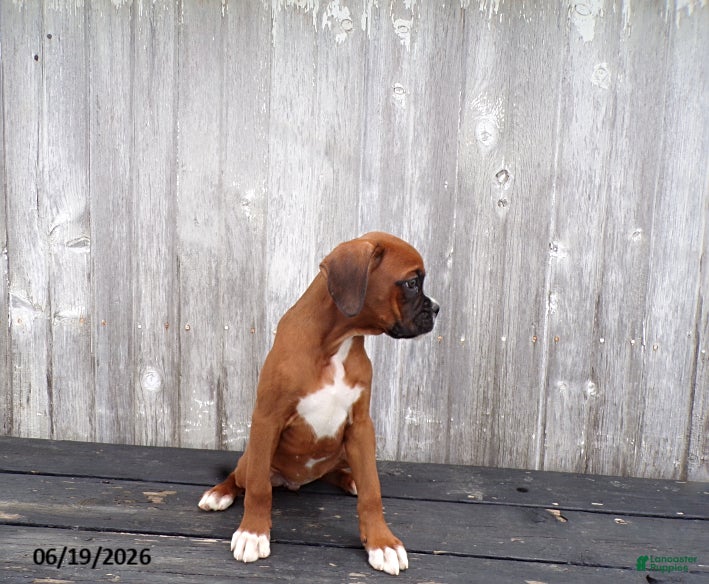 Boxer dogs Cherry - Ad 2