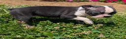 Boston Terrier dogs for sale: Toasted Marshmallow - Ad 2