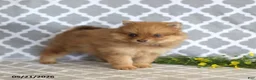 Pomeranian dogs for sale: Myla - Ad 2