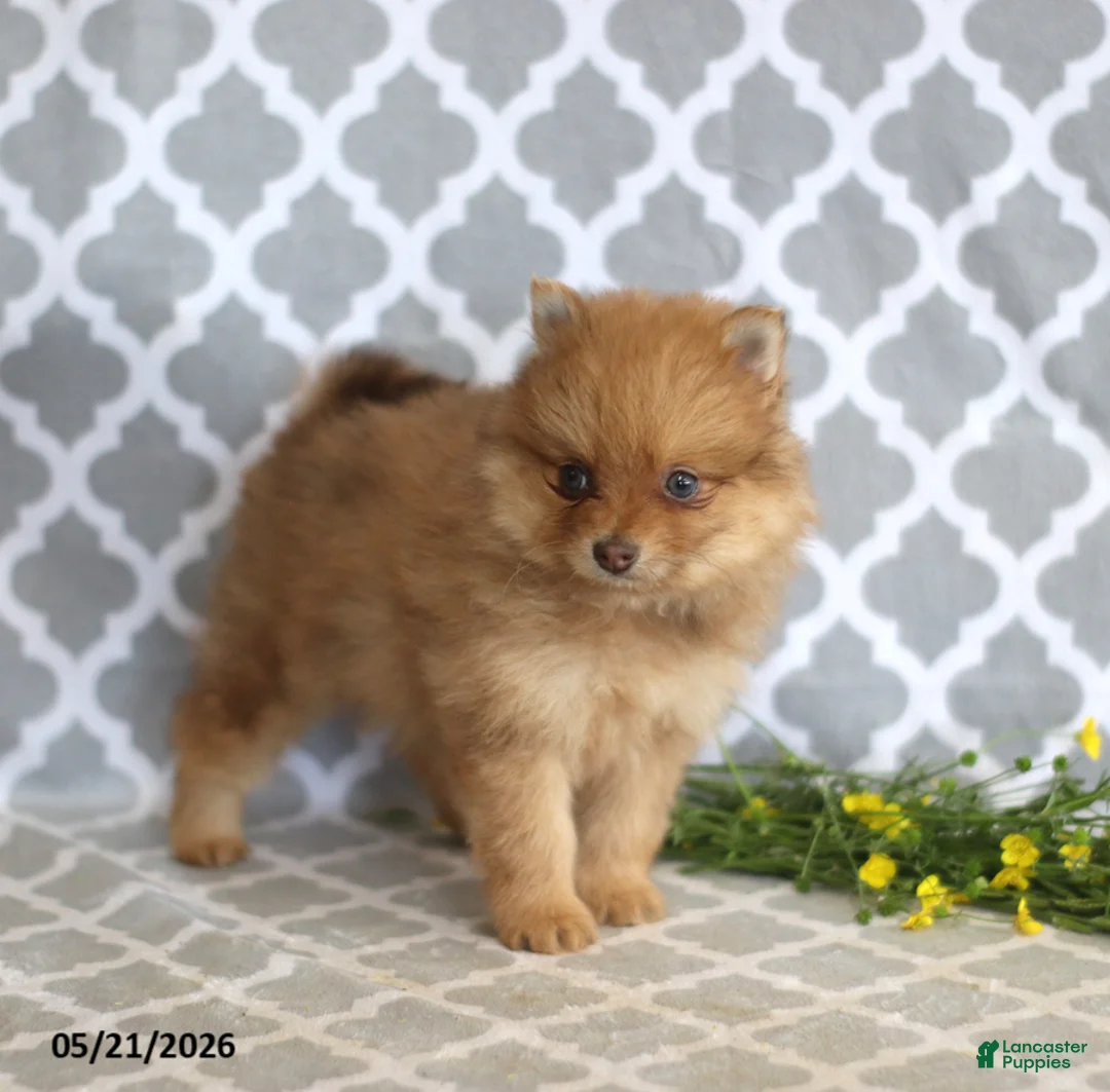 Pomeranian dogs for sale: Myla - Ad 2