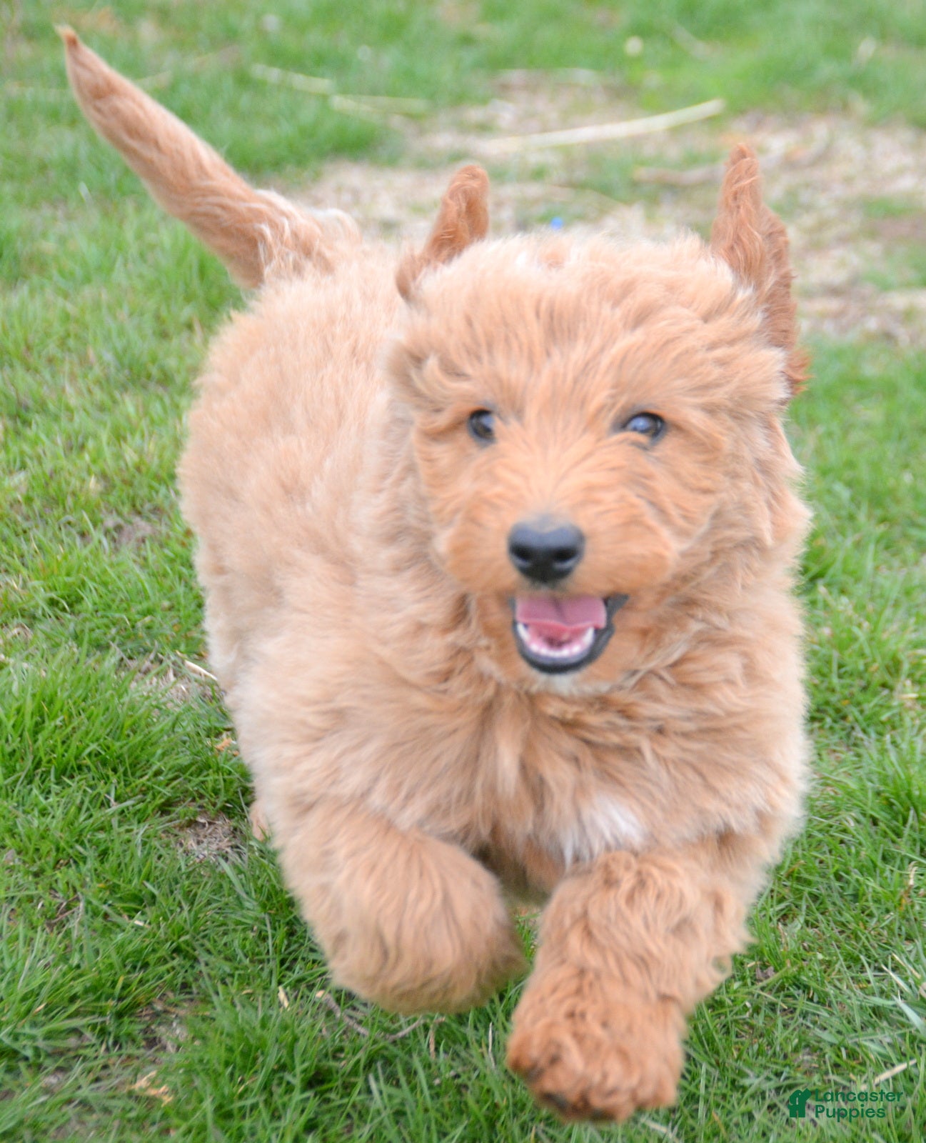 Mini Goldendoodle dogs Mini Goldendoodle Debbie - Ad 5