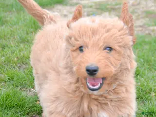 Mini Goldendoodle dogs Mini Goldendoodle Debbie - Ad 5