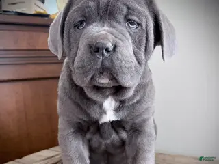 Cane Corso dogs for sale: Rascal - Ad 3