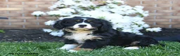 Miniature Bernese Mountain Dog dogs for sale: Duke - Ad 5