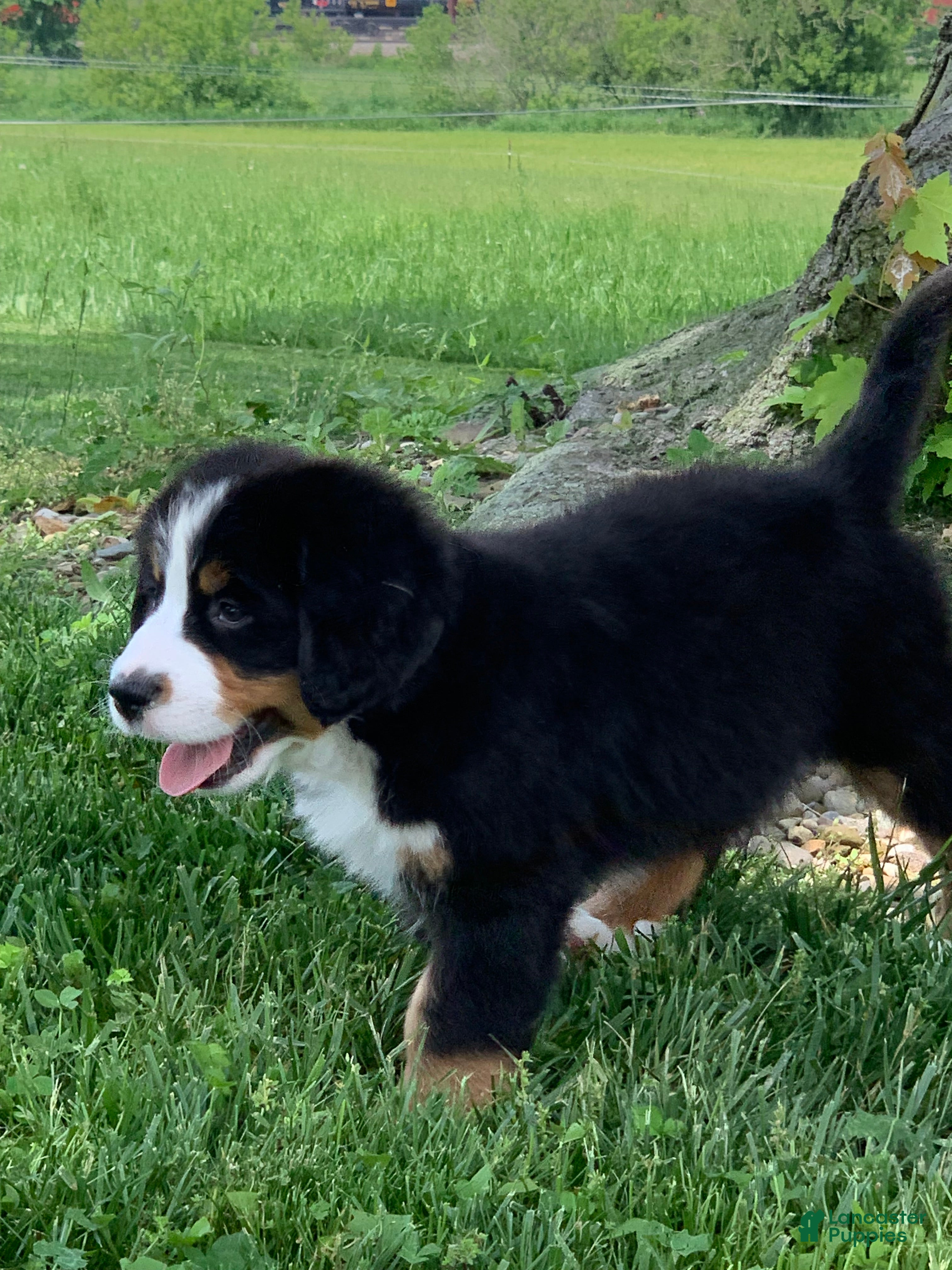Bernese Mountain Dog dogs Forrest - Ad 2