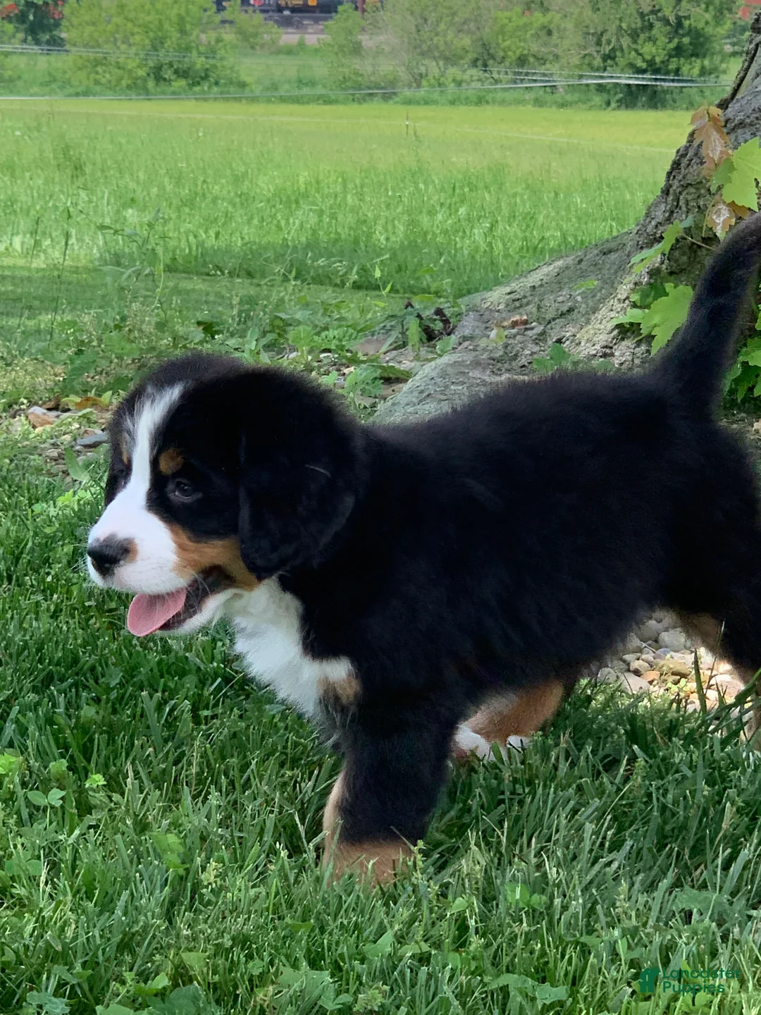 Bernese Mountain Dog dogs for sale: Forrest - Ad 2