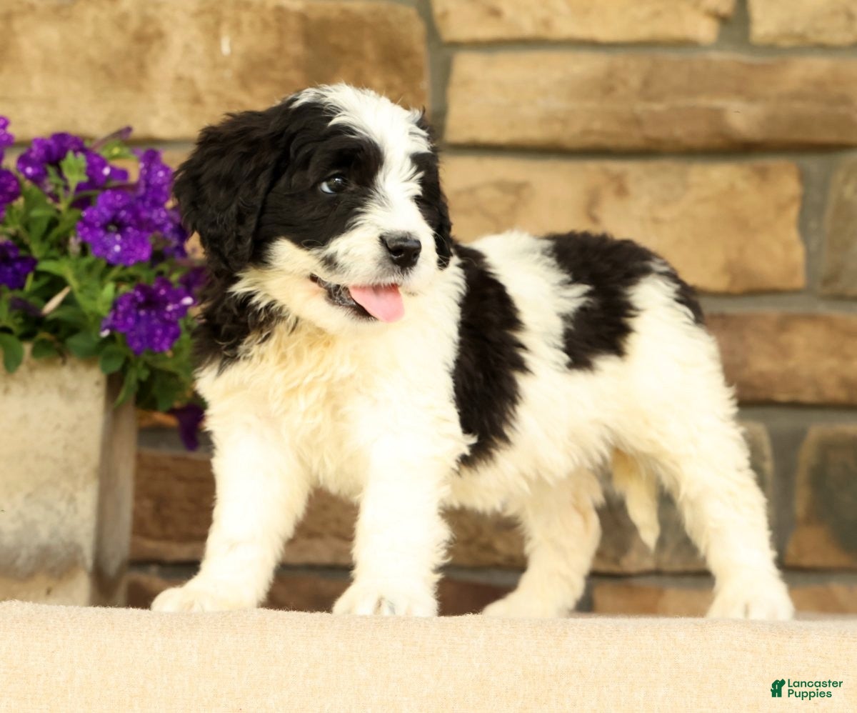 Saint Berdoodles dogs Princess - Ad 1