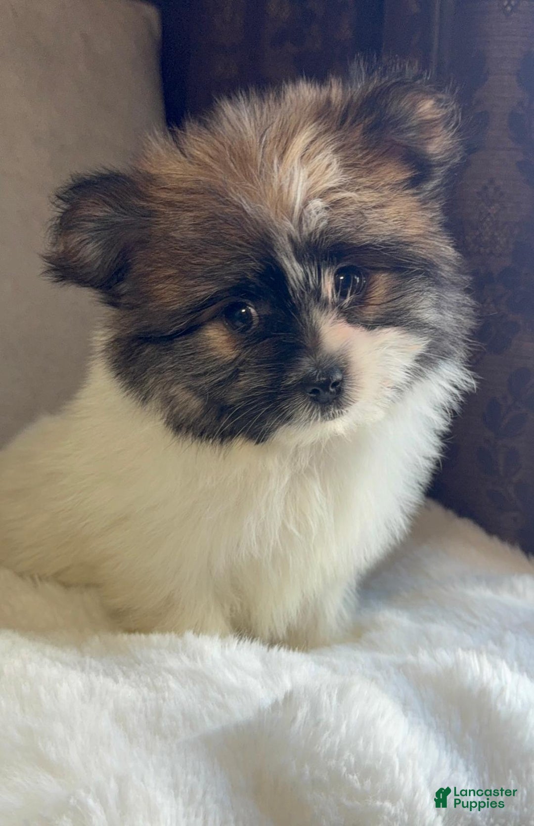 Mixed Breed dogs for sale: Designer Breed Yorkishire Terrier, Pomeranian Mix Puppy Female Daisy - Ad 9