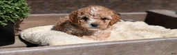 Cockapoo dogs for sale: Lando  - Ad 3