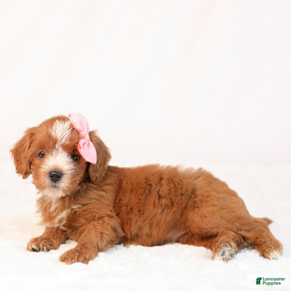 Mini Goldendoodle dogs Kira - Ad 2