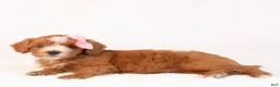 Mini Goldendoodle dogs for sale: Kira - Ad 2