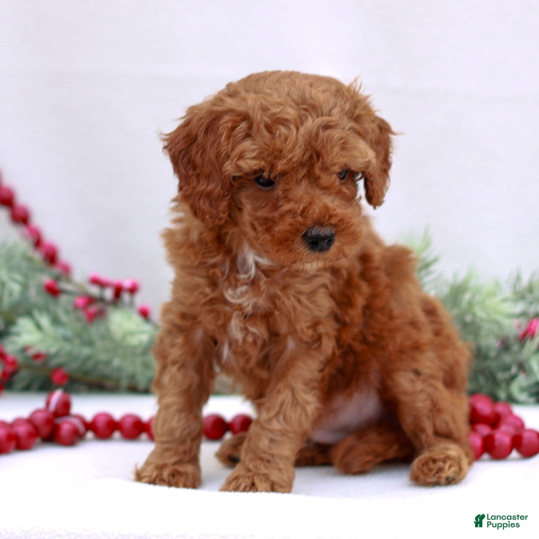Mini Goldendoodle dogs for sale: Aiden - Ad 2