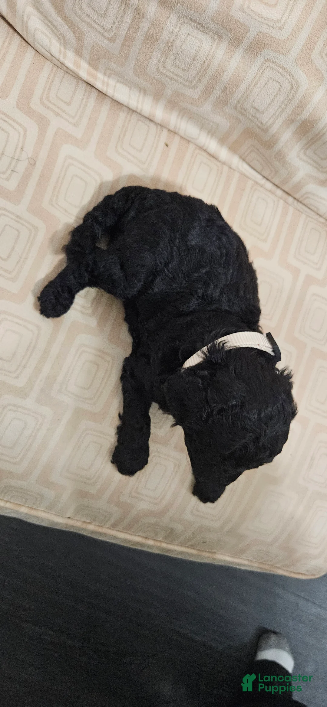 Miniature Poodle dogs for sale: Miniature Poodle 5 - Ad 2
