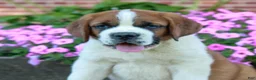 Saint Bernard dogs for sale: Ellis  - Ad 3