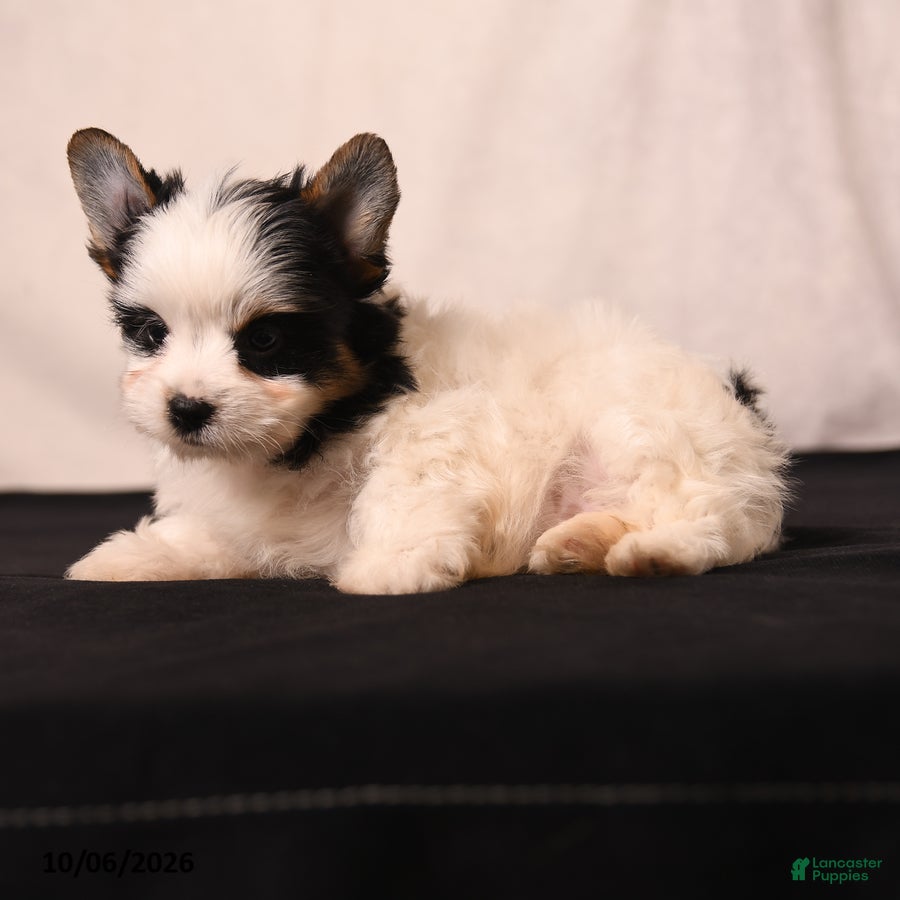 Biewer Terrier dogs Millie - Ad 2