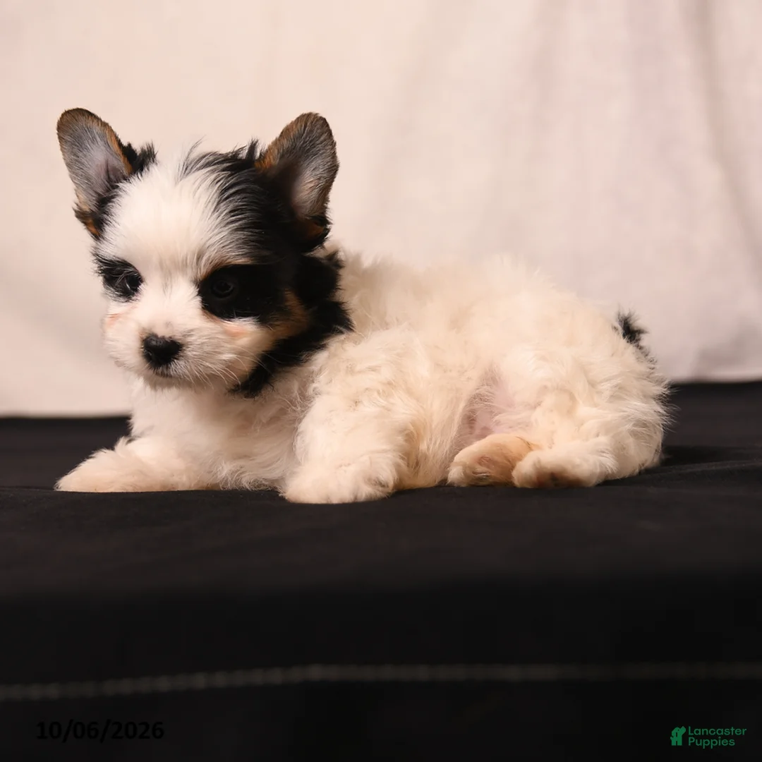 Biewer Terrier dogs for sale: Millie - Ad 2