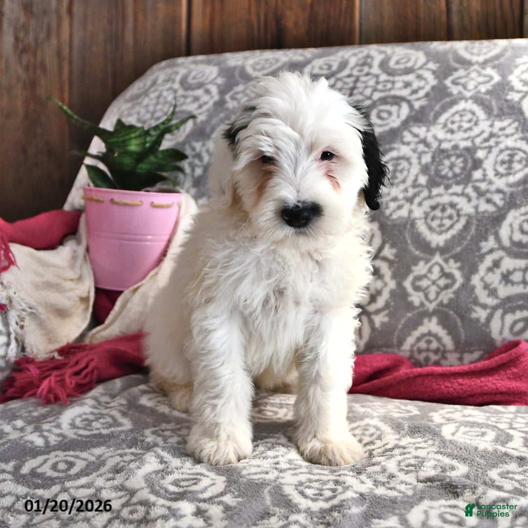 Portuguese Water Dog dogs for sale: Dream  - Ad 4