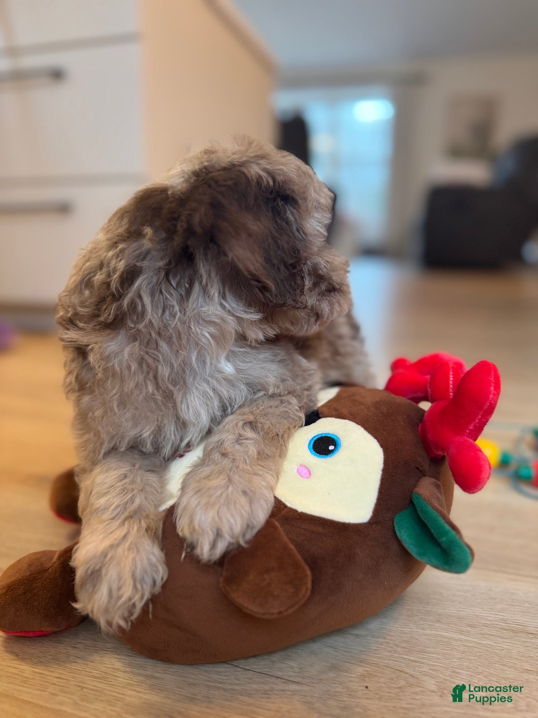 Mini Goldendoodle dogs for sale: Teddy - Ad 3