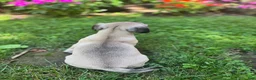 Frug dogs for sale: Frug 4 - Ad 6