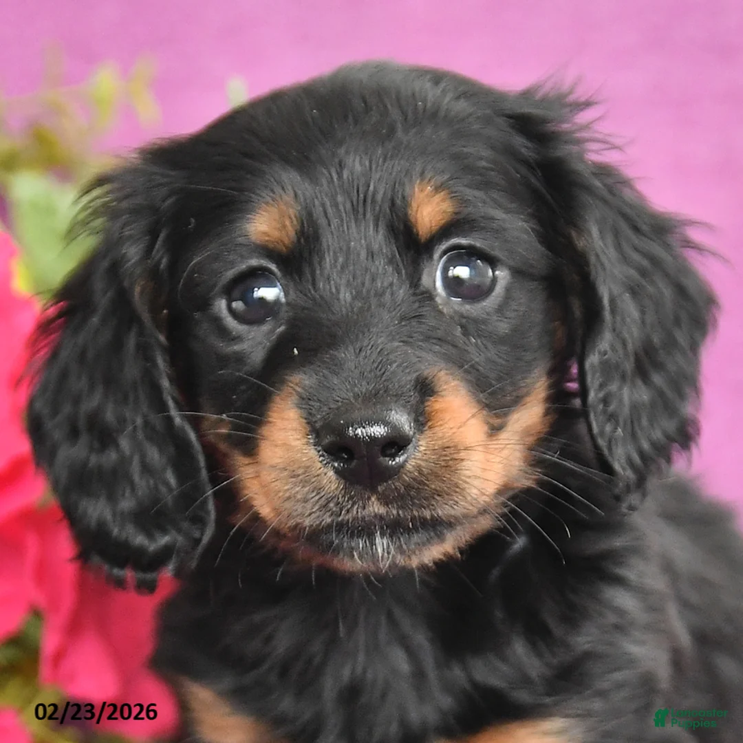 Dachshund dogs for sale: Cody - Ad 3