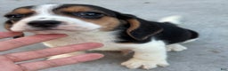 Beagle dogs for sale: Finn - Ad 13