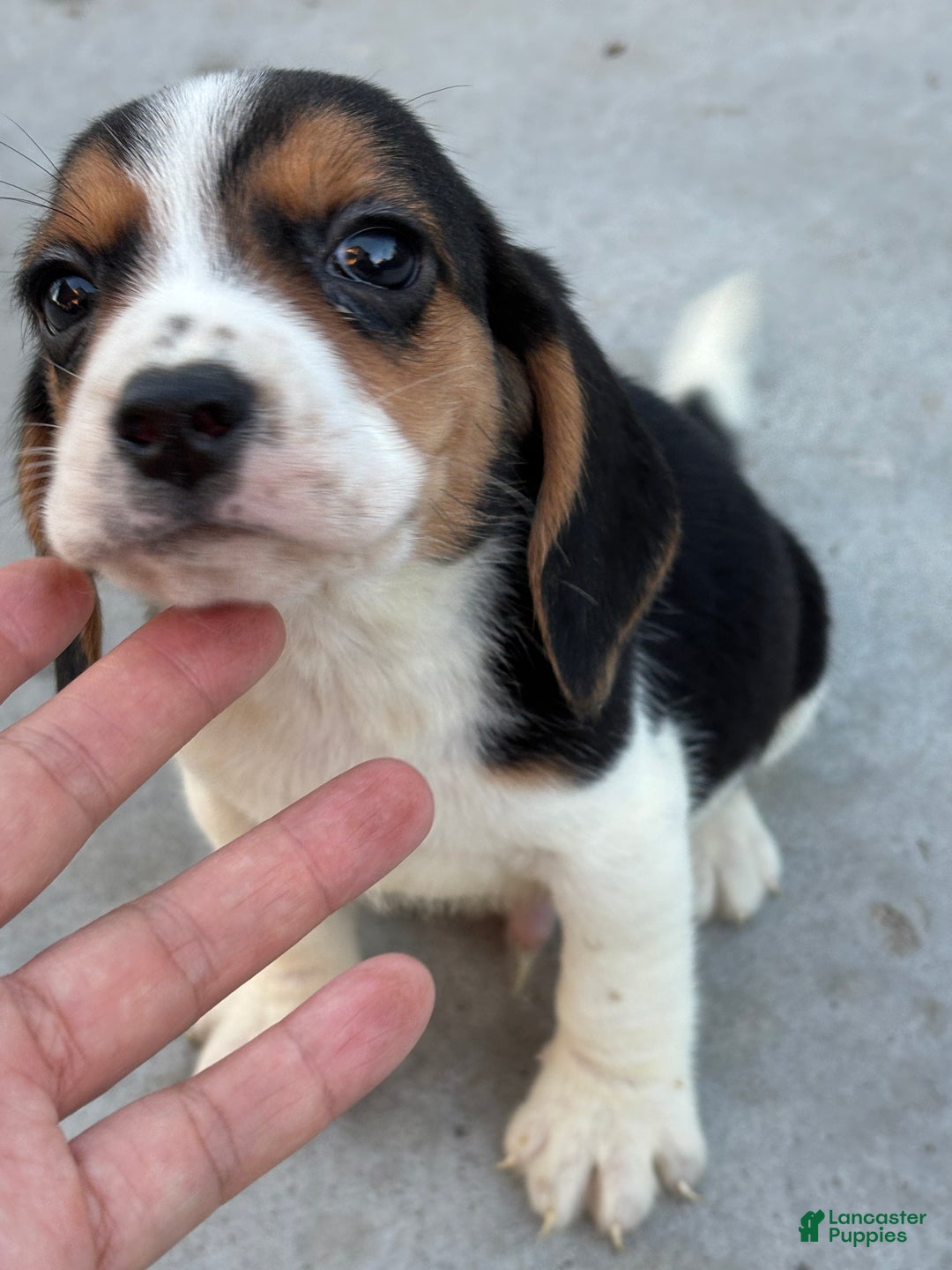 Beagle dogs for sale: Finn - Ad 13