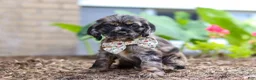 Cocker Spaniel dogs for sale: Jewel - Ad 7