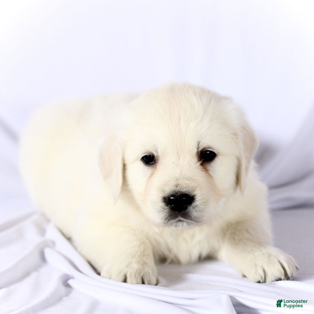 Golden Retriever dogs for sale: Scout  - Ad 2
