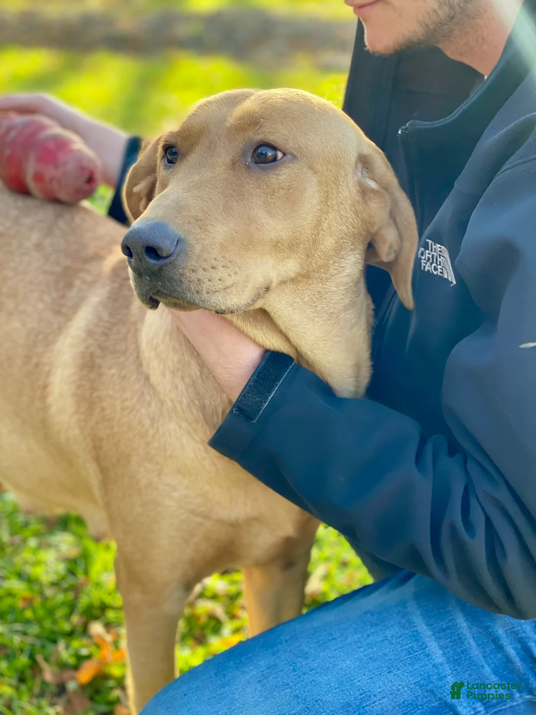 Labrador Retriever dogs for sale: Rexx (brown nose/yellow/champagne)  - Ad 2