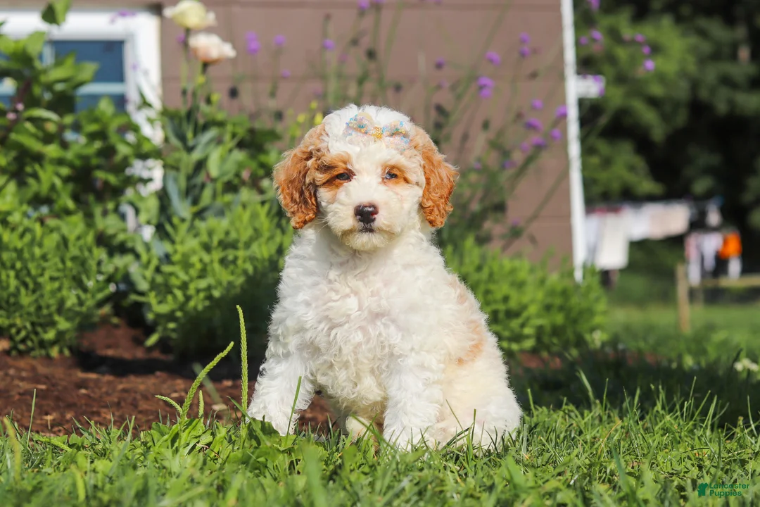 Miniature Poodle dogs for sale: Betty - Ad 1