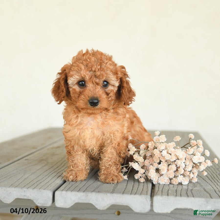 Toy Poodle dogs Candy - Ad 2
