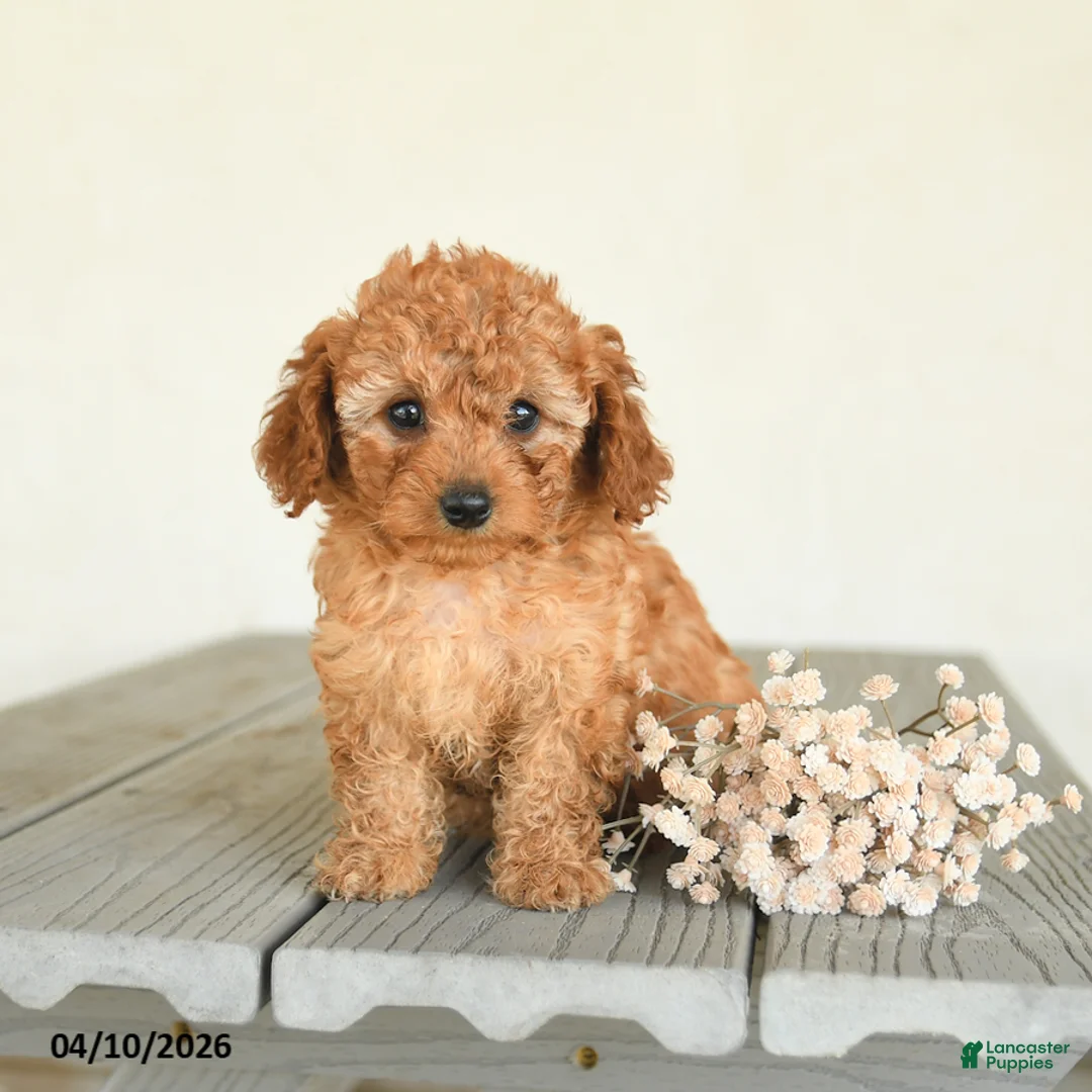 Toy Poodle dogs for sale: Candy - Ad 2