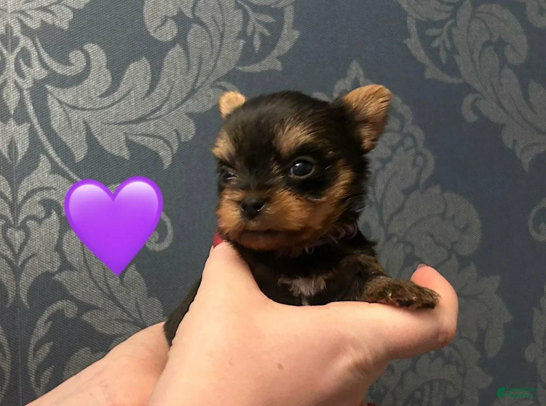 Yorkshire Terrier dogs for sale: Sara - Ad 5