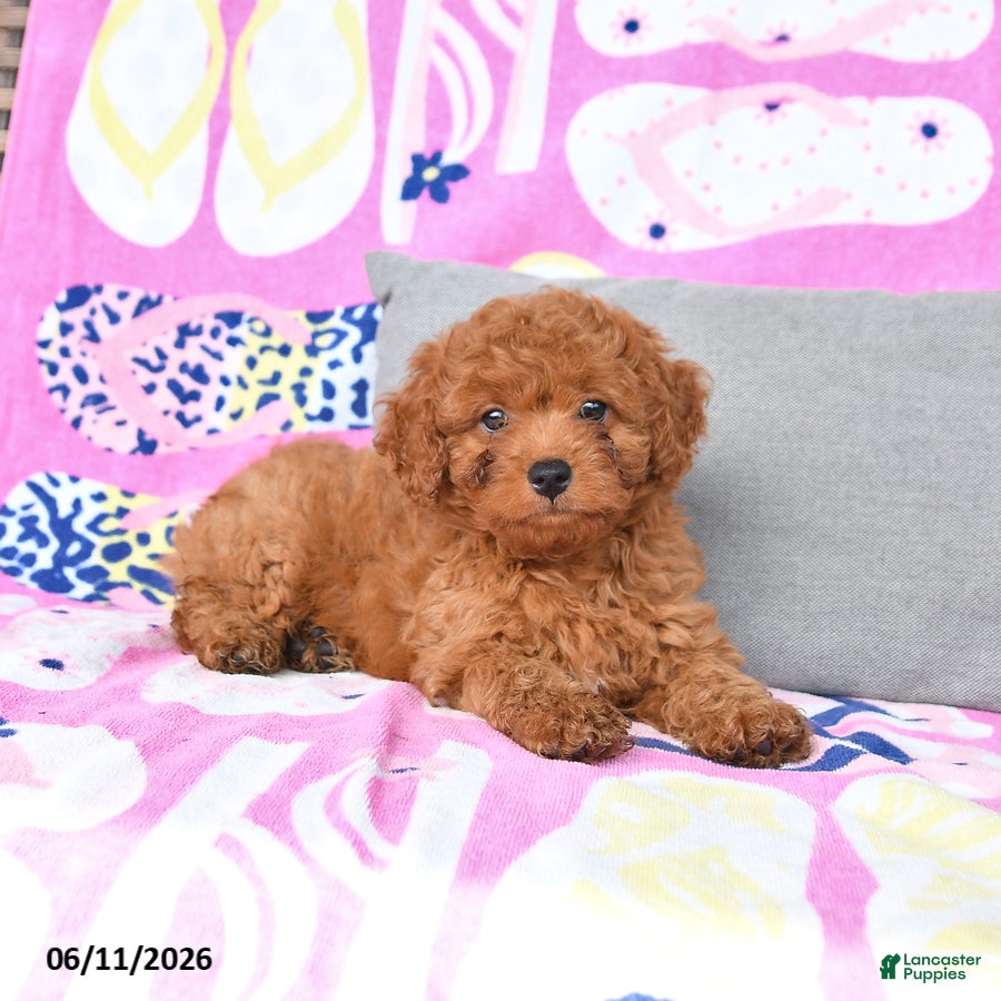 Mixed Breed dogs Goldie - Ad 2