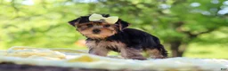 Yorkshire Terrier dogs for sale: Miley - Ad 7