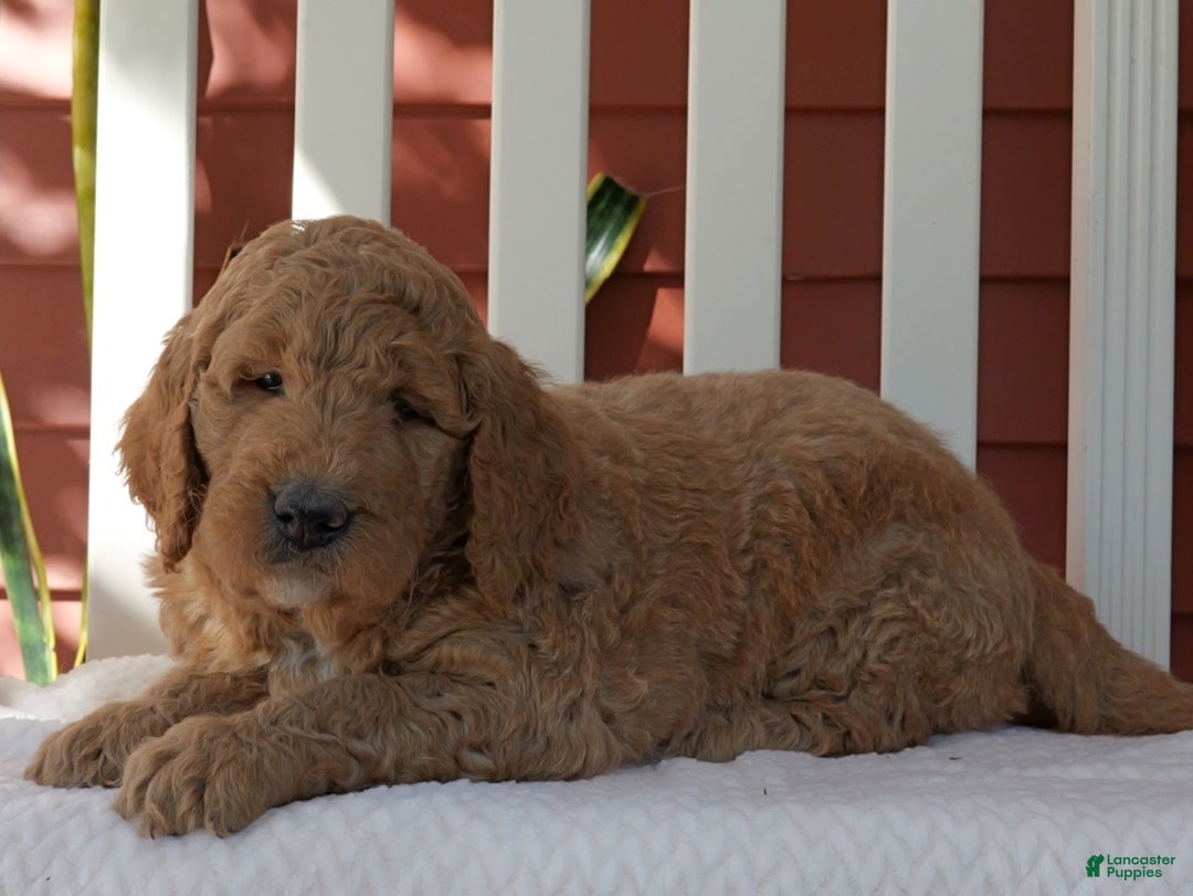 Standard Poodle dogs for sale: Mariachi - Ad 3