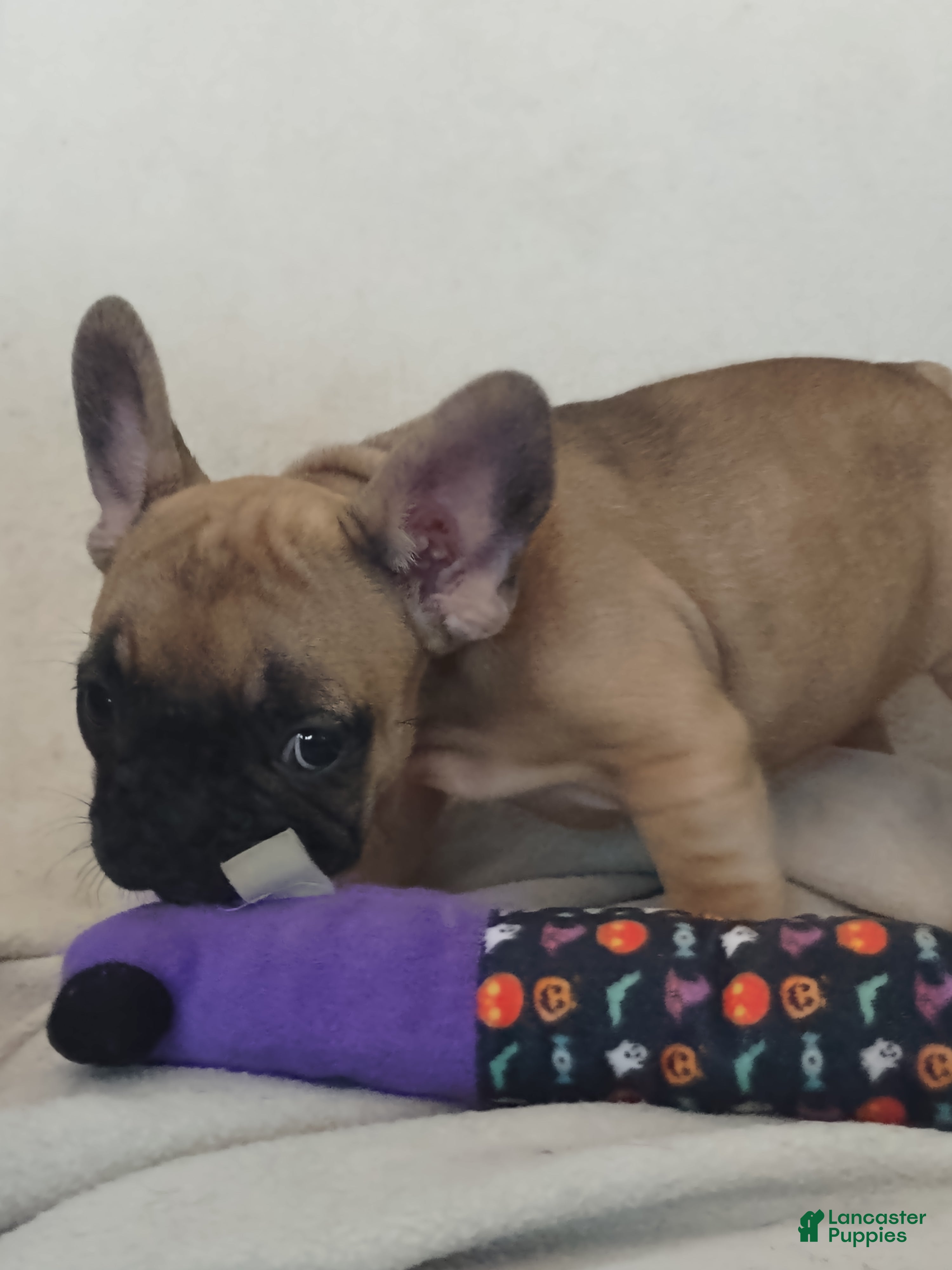French Bulldog dogs French Bulldog 6 - Ad 24