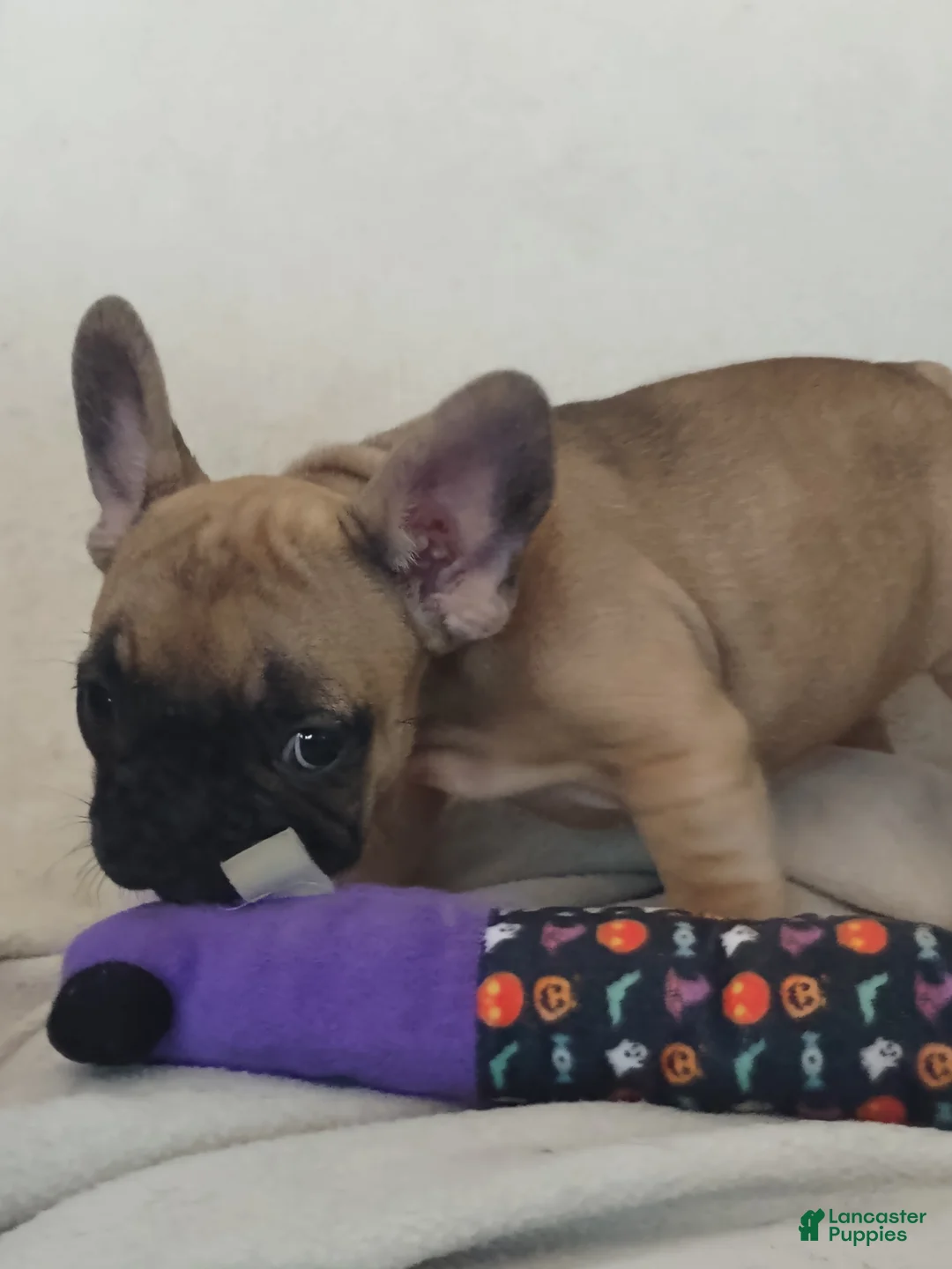 French Bulldog dogs for sale: French Bulldog 6 - Ad 1