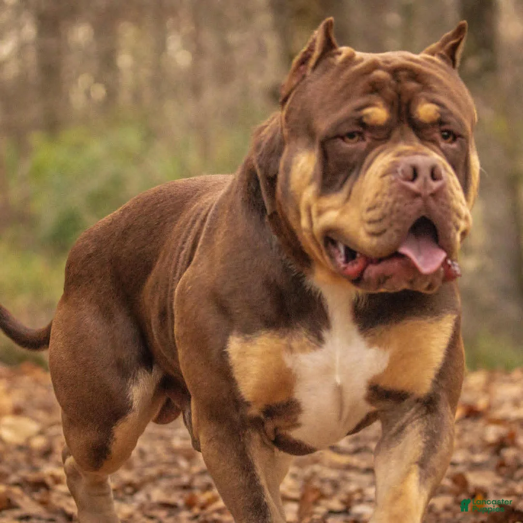 American Bully dogs for sale: American Bully Puppy 1 - Ad 1