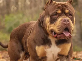 American Bully dogs for sale: American Bully Puppy 1 - Ad 1