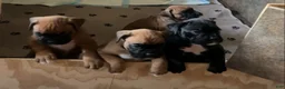Boxer dogs for sale: Boxer 3 - Ad 4
