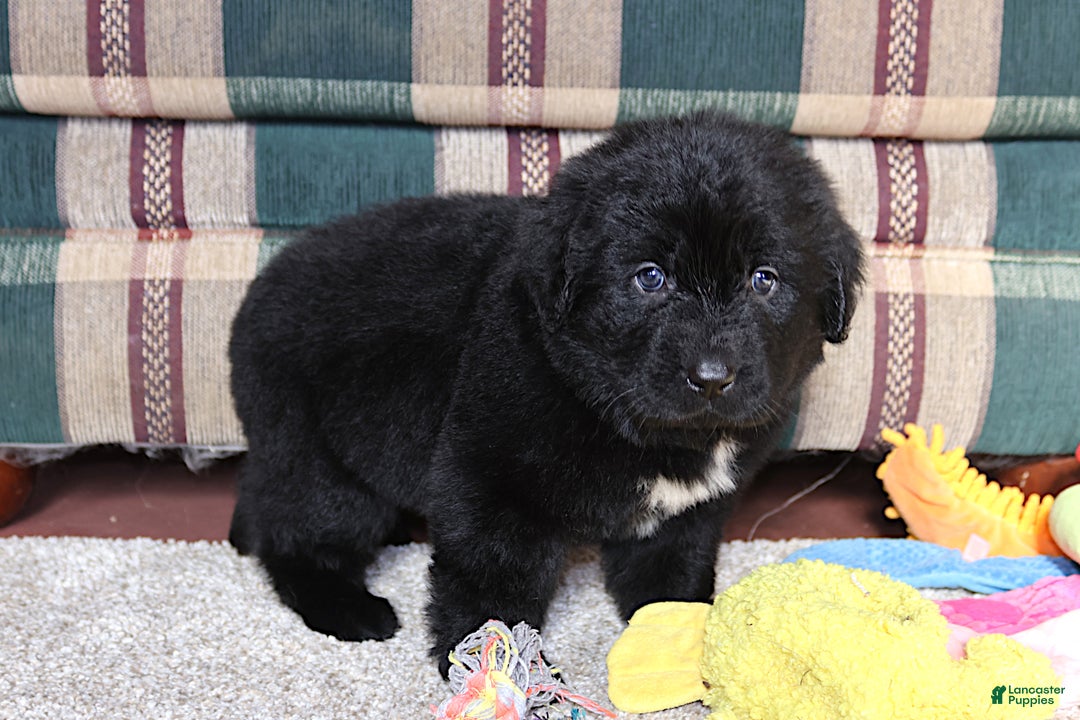 Newfoundland dogs for sale: Tanya - Ad 4