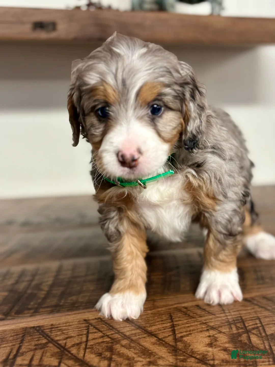Mini Bernedoodle dogs for sale: Bailey Mini Bernedoodle Puppy 3 - Ad 7
