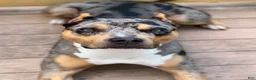 American Bully dogs for sale: American Bully Puppy 7 - Ad 4