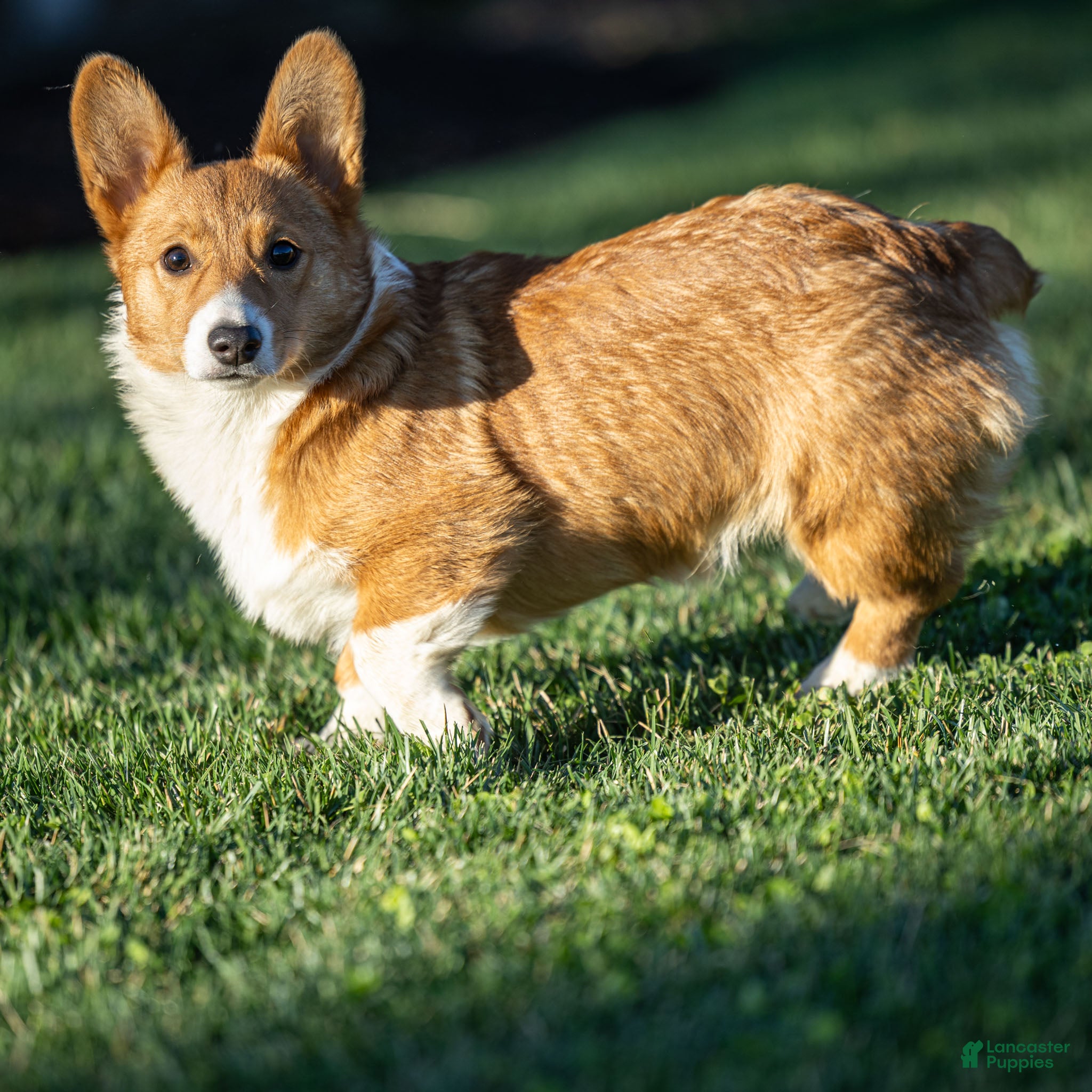 Welsh Corgi Pembroke dogs Kallie Welsh Corgi Pembroke Puppy - Ad 2