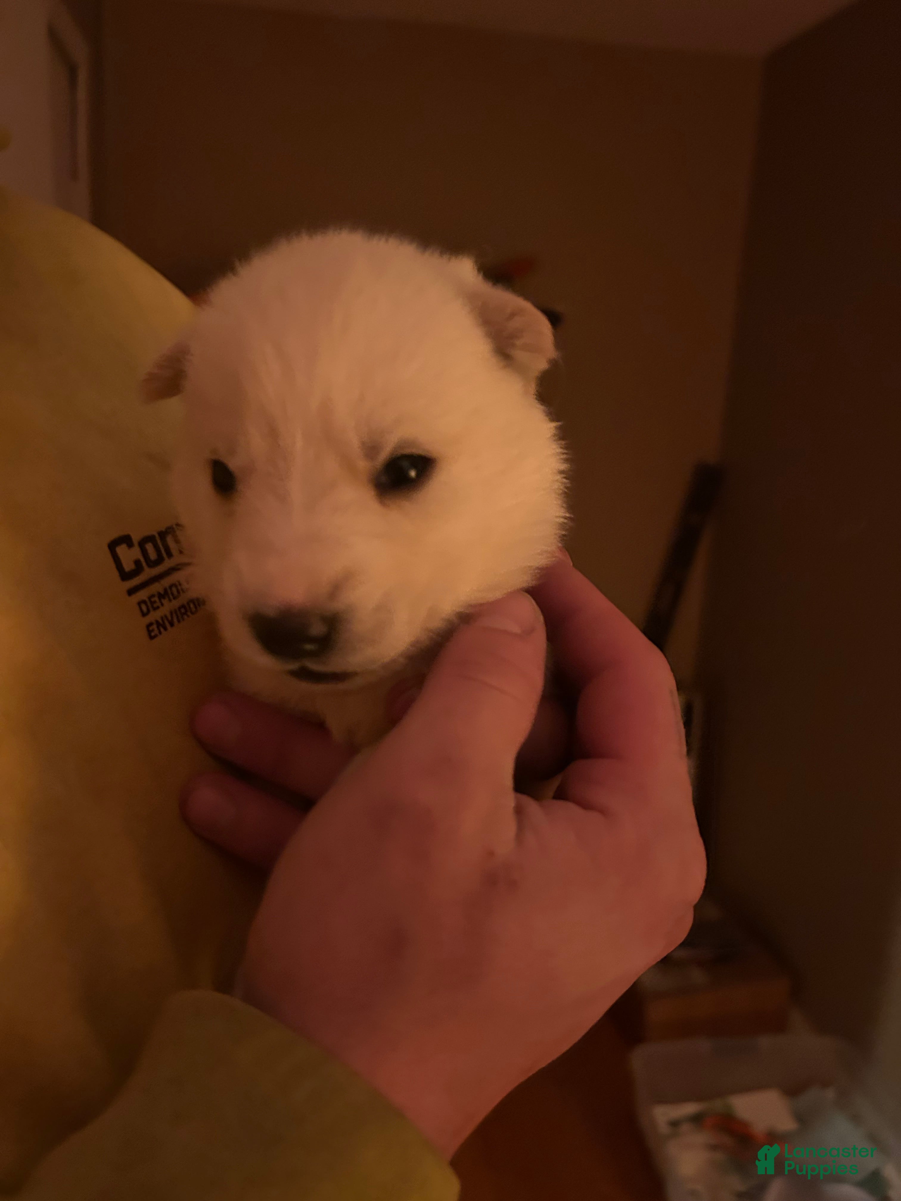 Gerberian Shepsky dogs (Black collar) Gerberian Shepsky Puppy 1 - Ad 21